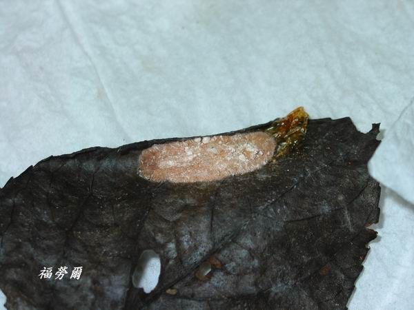 按此在新視窗瀏覽圖片