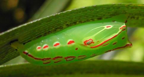 按此在新視窗瀏覽圖片