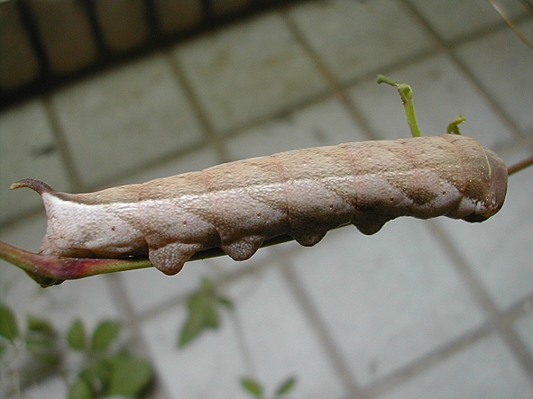 按此在新視窗瀏覽圖片