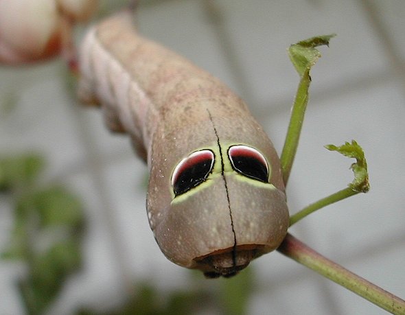 按此在新視窗瀏覽圖片