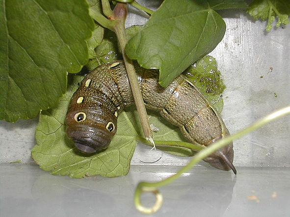 按此在新視窗瀏覽圖片