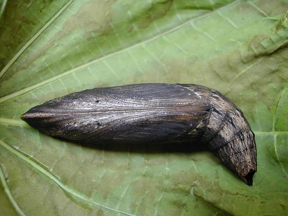 按此在新視窗瀏覽圖片