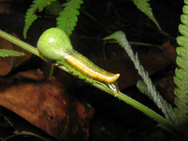 按此在新視窗瀏覽圖片