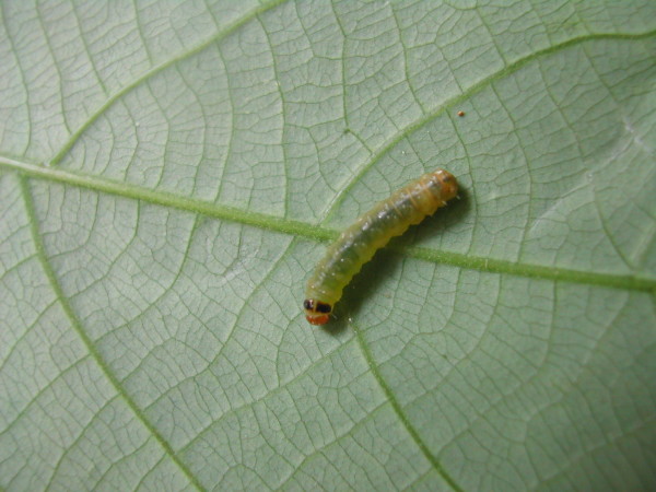 按此在新視窗瀏覽圖片