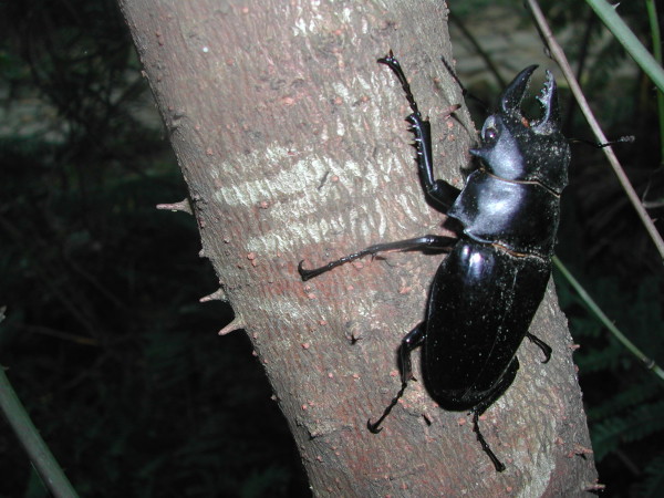 按此在新視窗瀏覽圖片