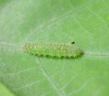 按此在新視窗瀏覽圖片