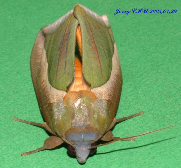 按此在新視窗瀏覽圖片