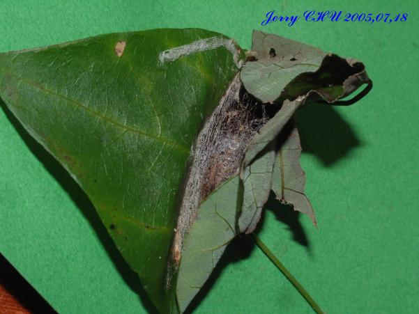 按此在新視窗瀏覽圖片