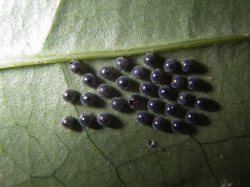 按此在新視窗瀏覽圖片