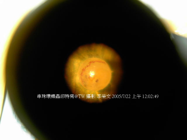 按此在新視窗瀏覽圖片