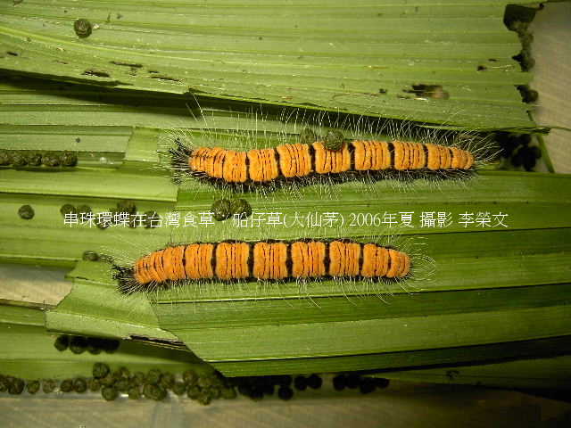 按此在新視窗瀏覽圖片