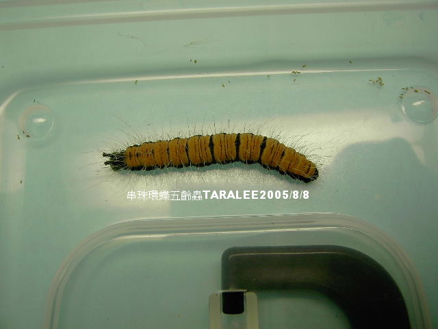 按此在新視窗瀏覽圖片