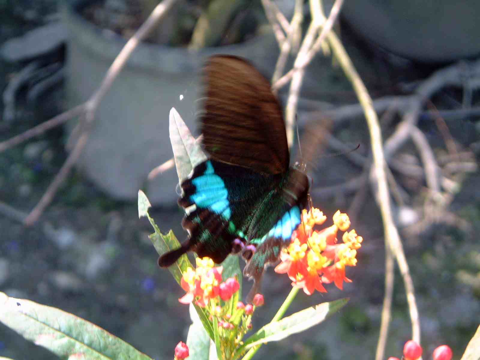 按此在新視窗瀏覽圖片