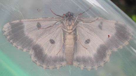 按此在新視窗瀏覽圖片