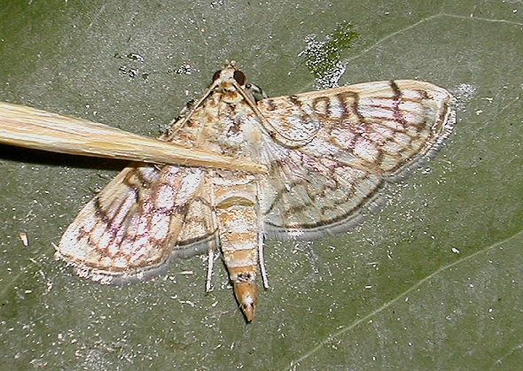 按此在新視窗瀏覽圖片