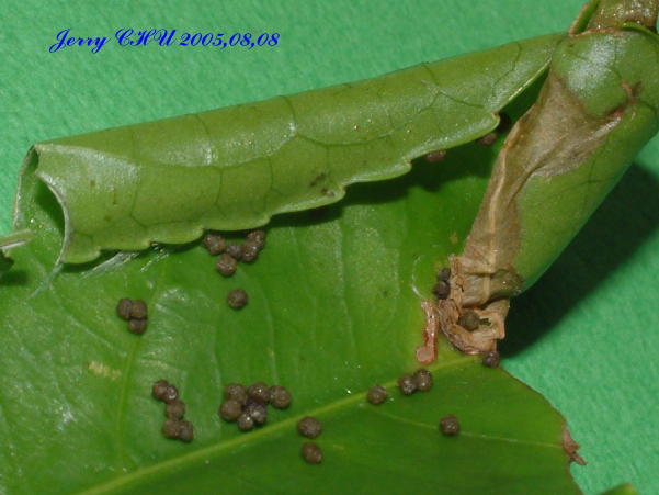 按此在新視窗瀏覽圖片