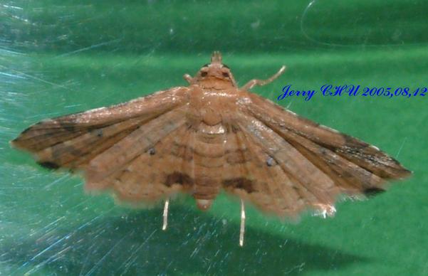 按此在新視窗瀏覽圖片