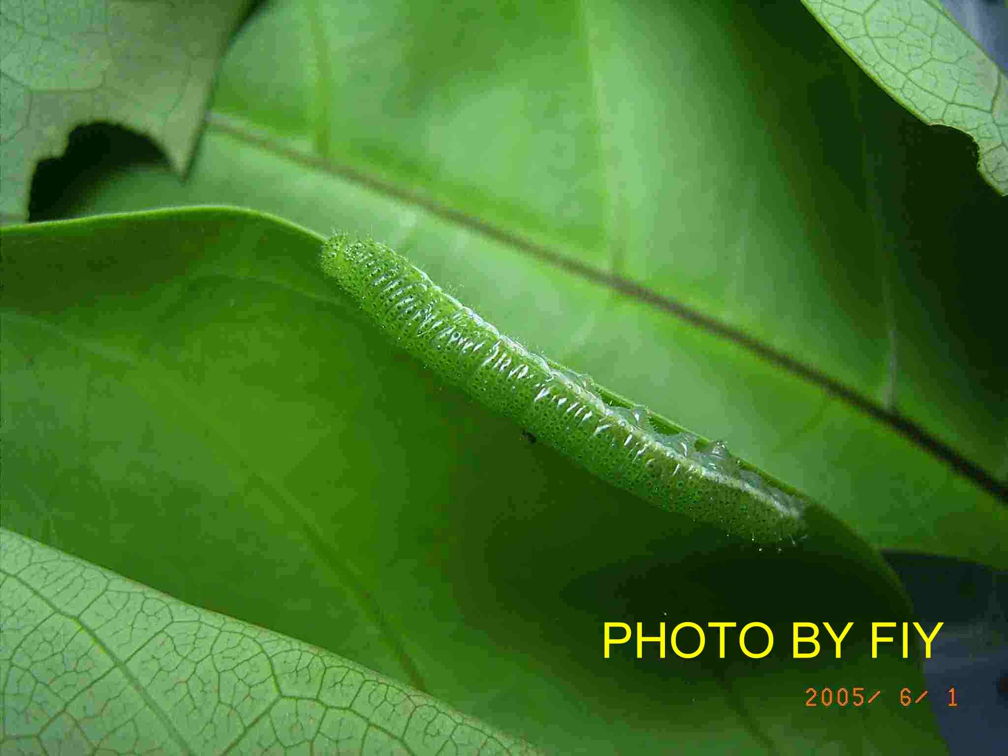 按此在新視窗瀏覽圖片