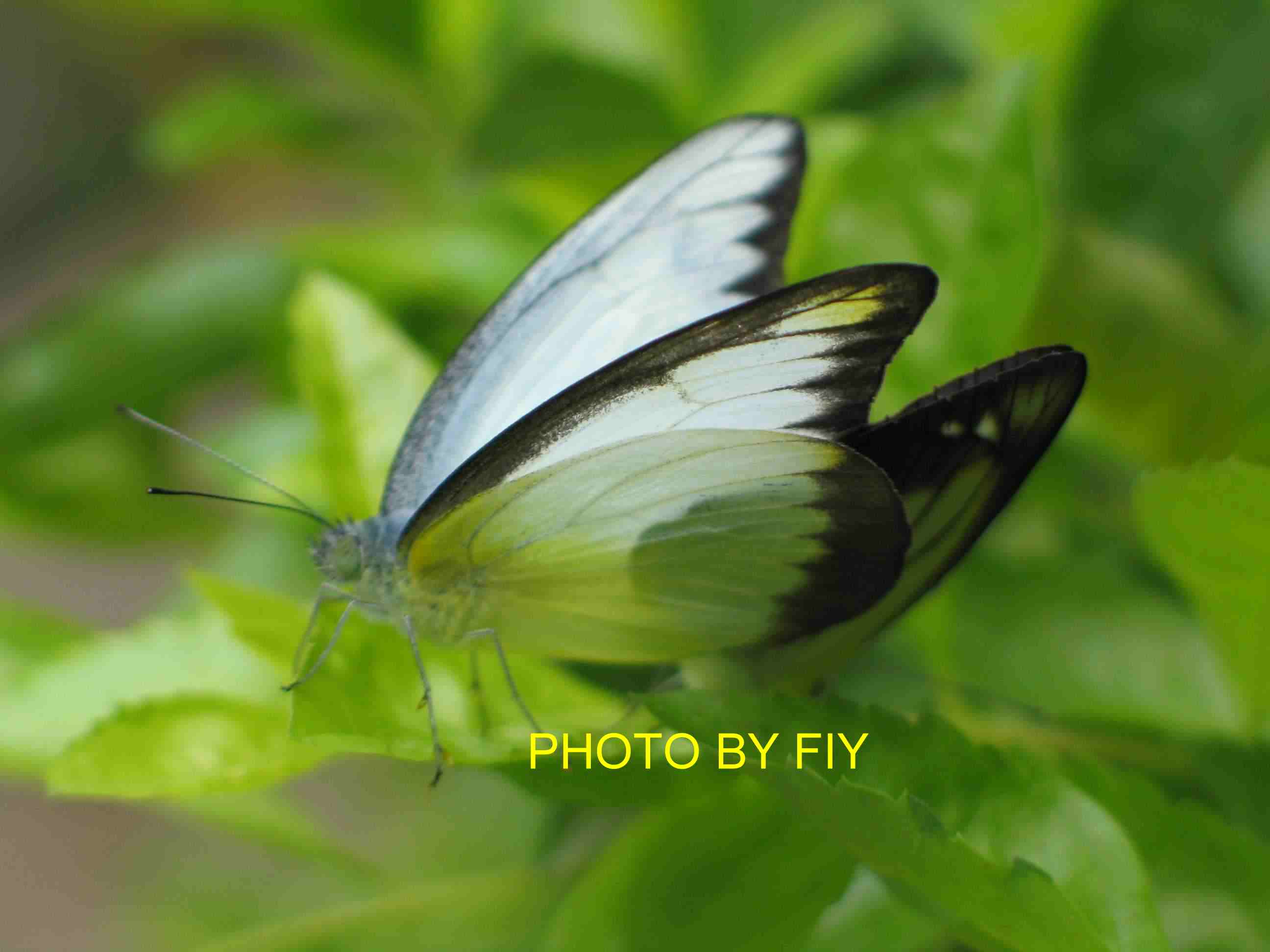 按此在新視窗瀏覽圖片