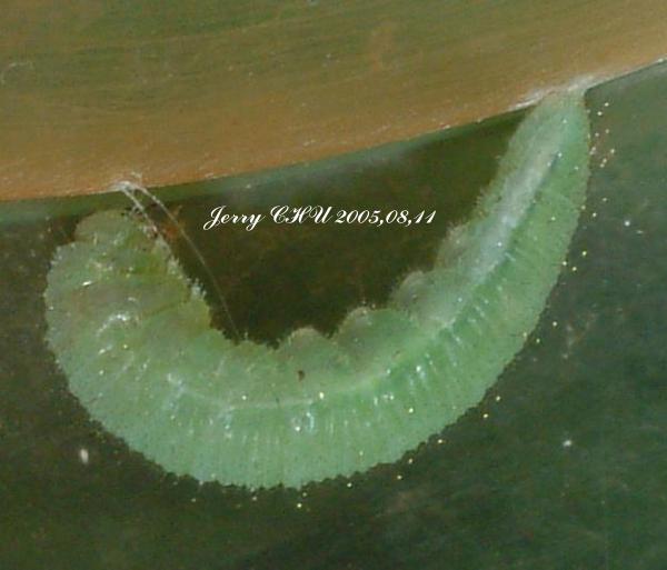 按此在新視窗瀏覽圖片