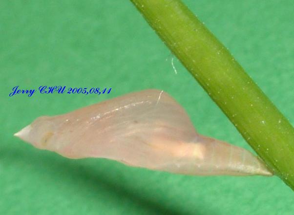 按此在新視窗瀏覽圖片