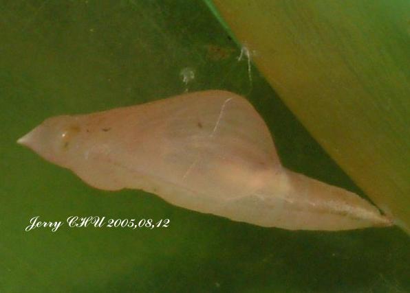 按此在新視窗瀏覽圖片