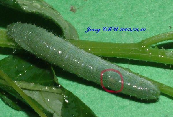 按此在新視窗瀏覽圖片