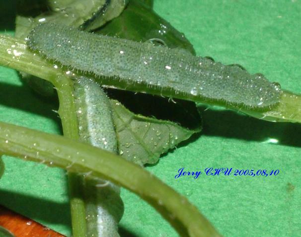 按此在新視窗瀏覽圖片