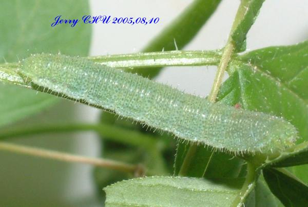 按此在新視窗瀏覽圖片