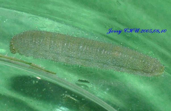 按此在新視窗瀏覽圖片