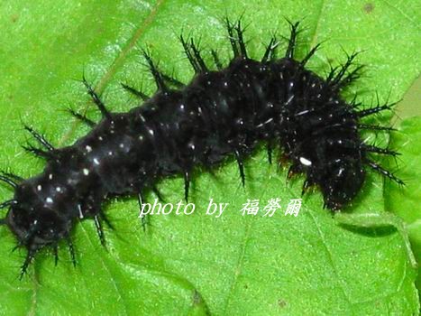 按此在新視窗瀏覽圖片