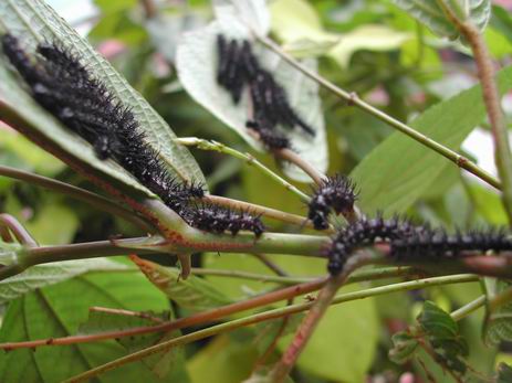按此在新視窗瀏覽圖片