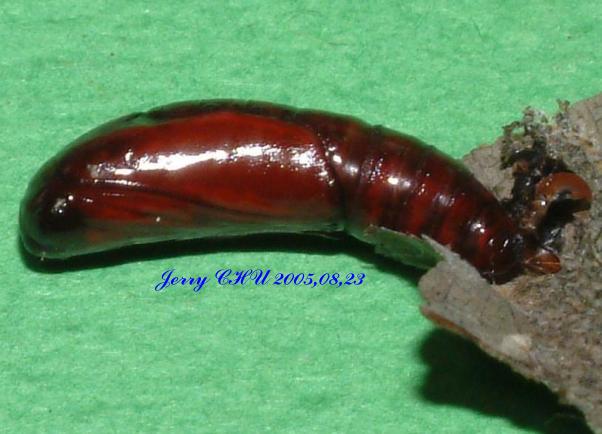 按此在新視窗瀏覽圖片