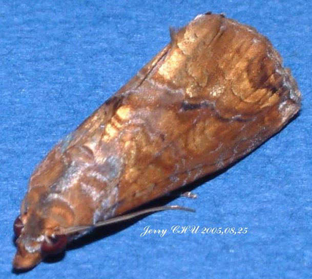 按此在新視窗瀏覽圖片