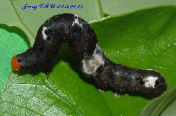 按此在新視窗瀏覽圖片