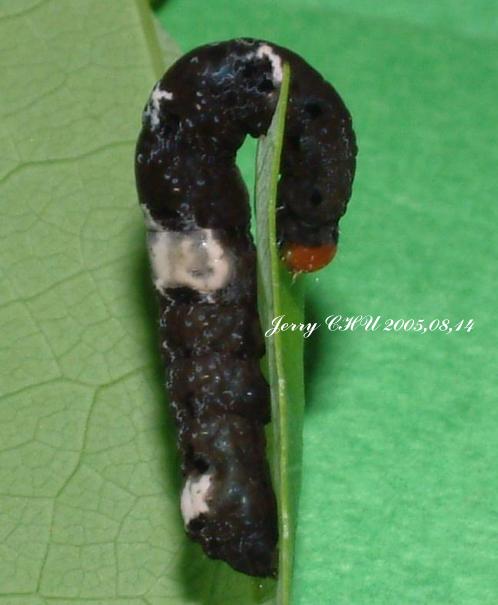 按此在新視窗瀏覽圖片