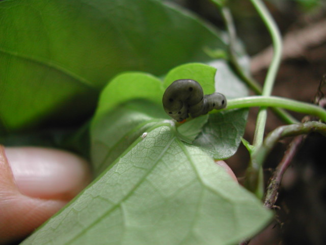 按此在新視窗瀏覽圖片