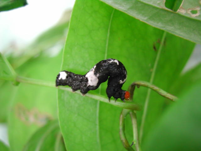 按此在新視窗瀏覽圖片