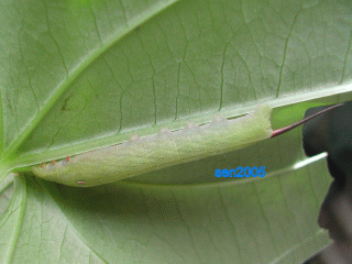 按此在新視窗瀏覽圖片