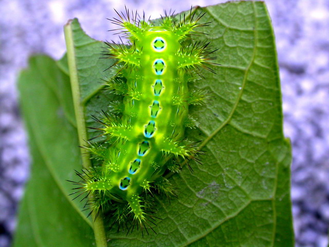 按此在新視窗瀏覽圖片