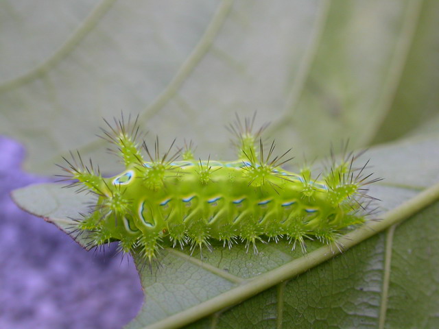 按此在新視窗瀏覽圖片
