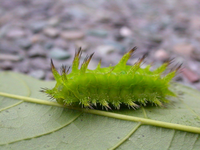 按此在新視窗瀏覽圖片