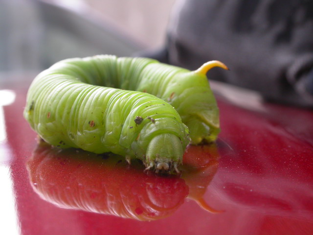 按此在新視窗瀏覽圖片