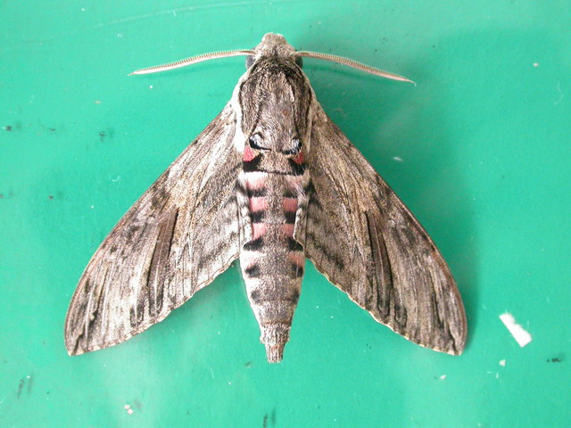 按此在新視窗瀏覽圖片