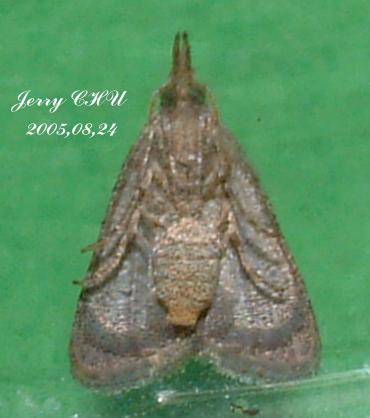 按此在新視窗瀏覽圖片