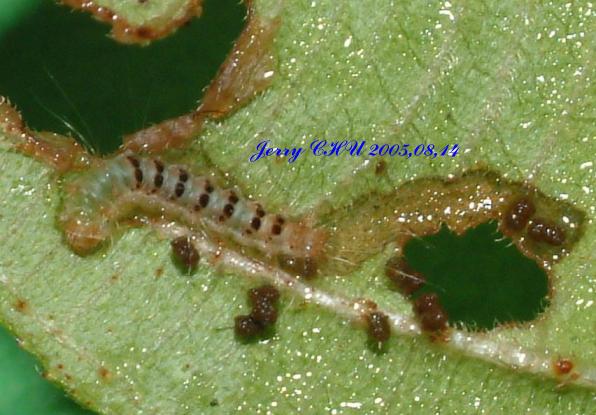 按此在新視窗瀏覽圖片