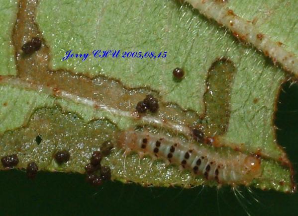 按此在新視窗瀏覽圖片