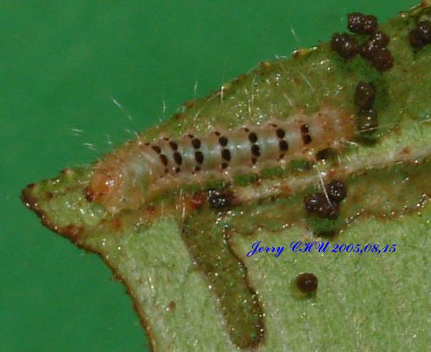 按此在新視窗瀏覽圖片