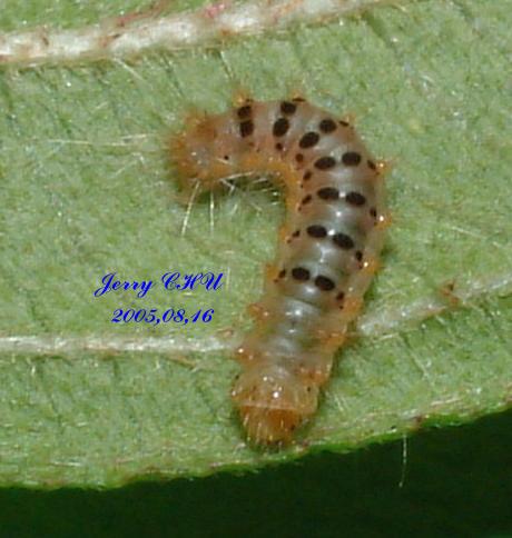 按此在新視窗瀏覽圖片