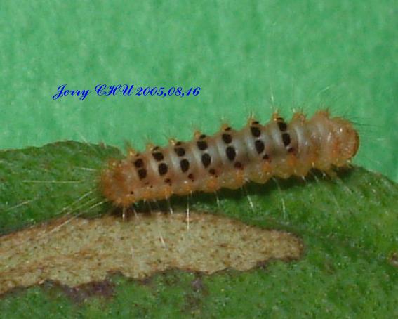 按此在新視窗瀏覽圖片